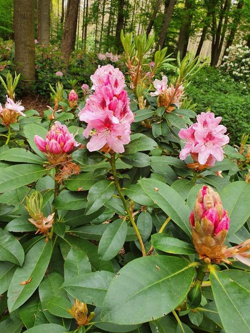 grote rhododendrons diverse soorten en  maten