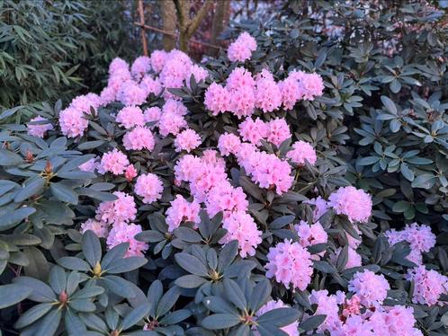 Grote Rhododendrons van eigen kwekerij