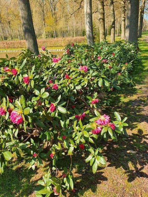 grote rododendrons