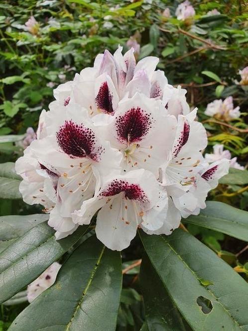 grote rododendrons