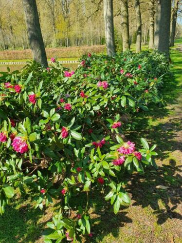 grote rododendrons mt 100 tot 150