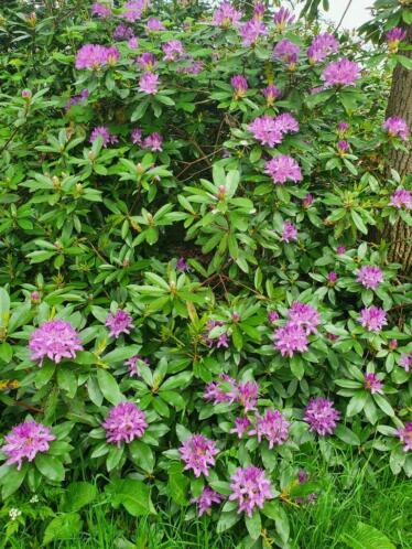 grote rododendrons mt 100 tot 150 laurier mt 170 coniferen