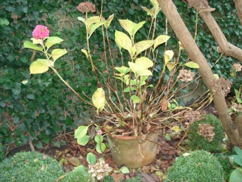 Grote roze hortensia in pot .