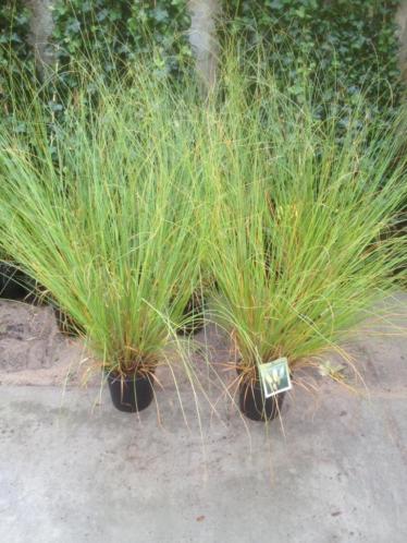Grote siergrassen van wel 150 cm hoog tot 80cm breed.