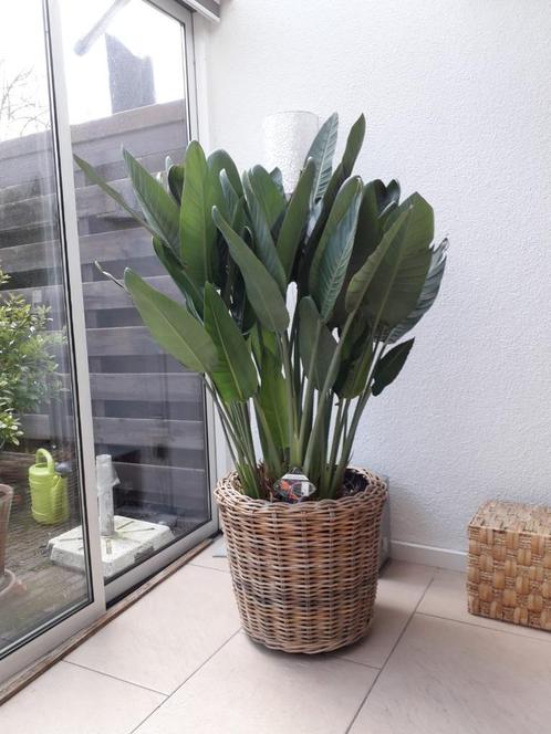 grote strelitzia reginae  paradijsvogelbloem