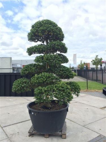 Grote tuin Bonsai Ilex Crenata uit Japan