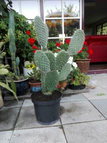 Grote vijgen cactus, gt 70cm