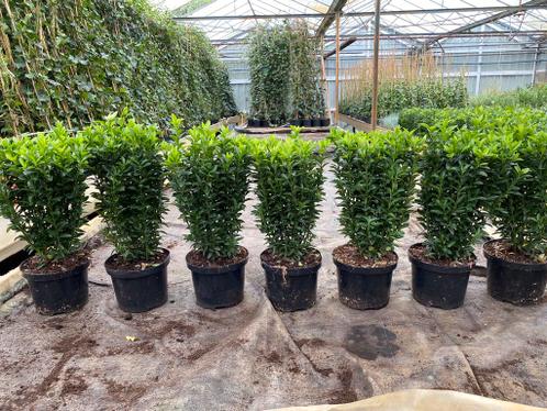 Grote volle Euonymus Green Spire  met 4 planten per pot 1,-