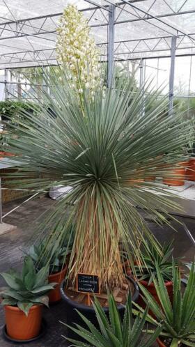 Grote weinig aangeboden Yucca linearifolia bij Brabantpalm.