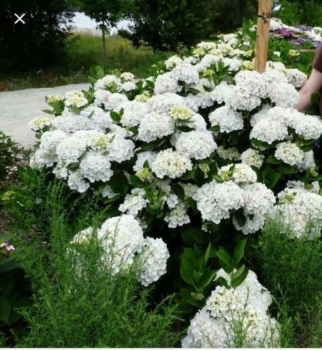 Grote winter en zomer afgeharde Hortensia holibell wit 