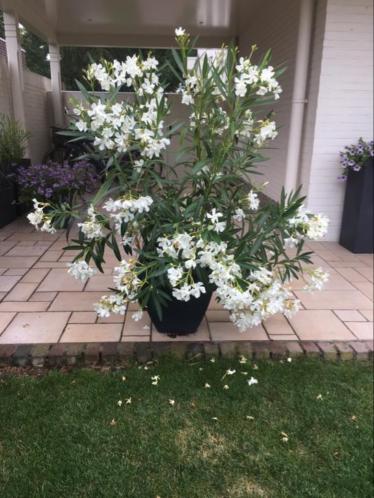 Grote witte Oleander in pot