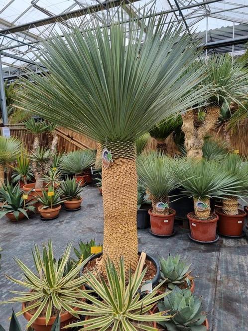 Grote Yucca rostrata - circa 180 cm hoog.