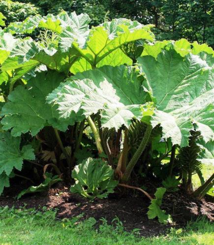 Gunnera manicata