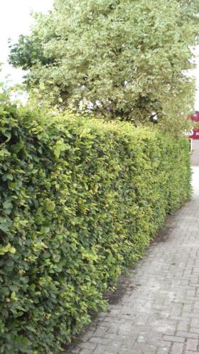 Haag beuk rood en groen beukenhaag ligustrum taxus