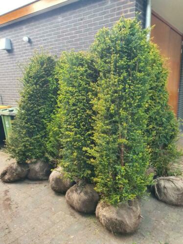 Haag coniferen tot 2m taxus mt180-200 rododendrons laurier
