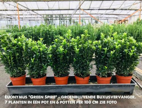 Haag Euonymus Green Spire met 5 planten per pot, 1525 cm