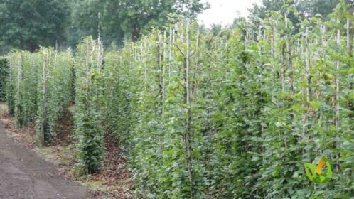 Haagbeuk Carpinus betulusBeukenhaag Fagus sylvatica