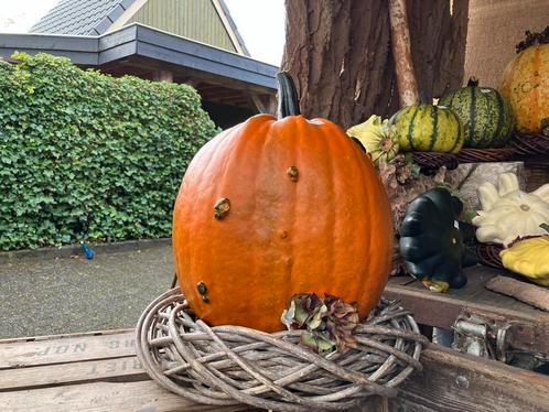 Halloween pompoenen opgemaakte pompoen herfstdecoratie