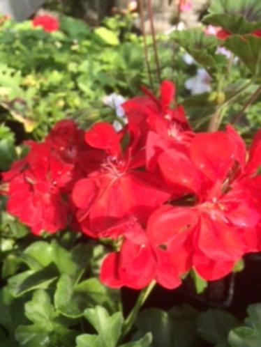 Hang geraniums