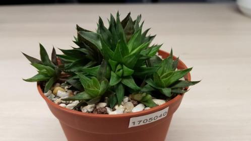 Haworthia marumiana v batesiana vetplant