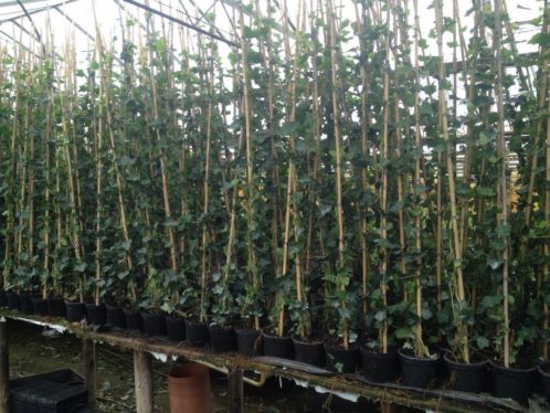 Hedera 175-200 vanaf 2,50 -Siergrassen vanaf 1,00 per pot