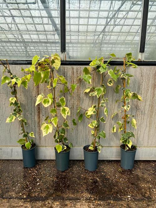 Hedera colchics dentata variegata bonte klimop snelgroeiend