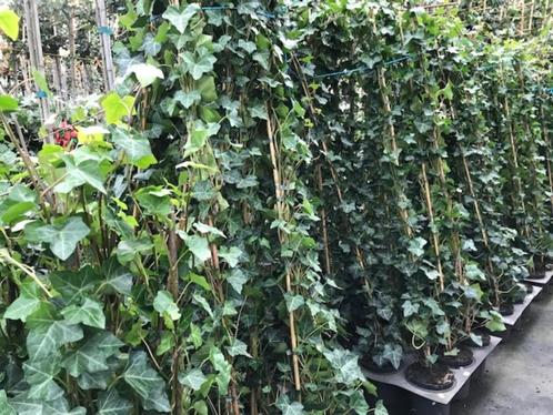 hedera hebernica klimop 180 cm aan stok