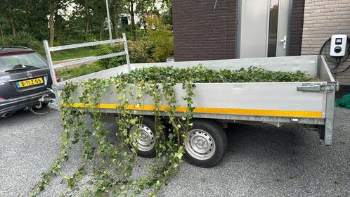 Hedera helix 180-200cm