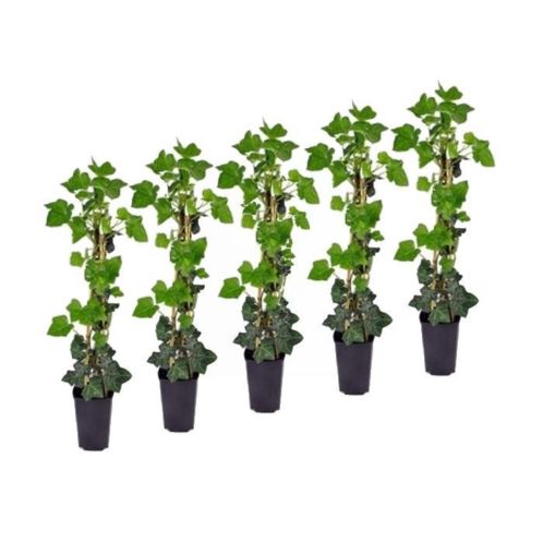 Hedera Helix 80100 cm (Kant en klaar haag amp klimplanten)