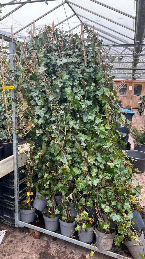 Hedera helix Woerner klimop 150250 cm nu gratis bezorgd