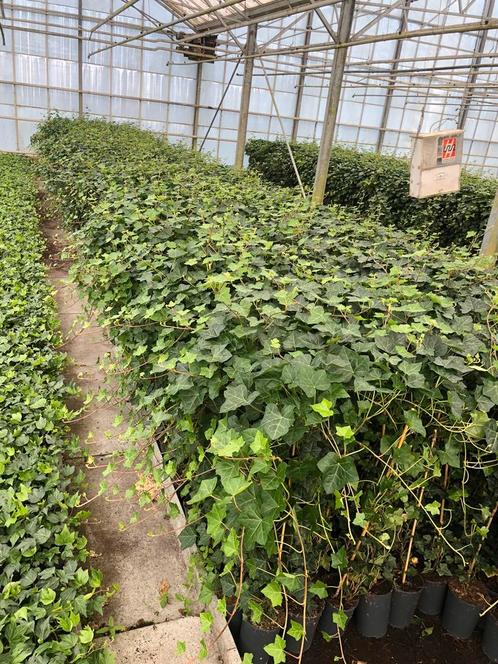 Hedera hibernica 100-125 klimop klimplant groenblijvend 2