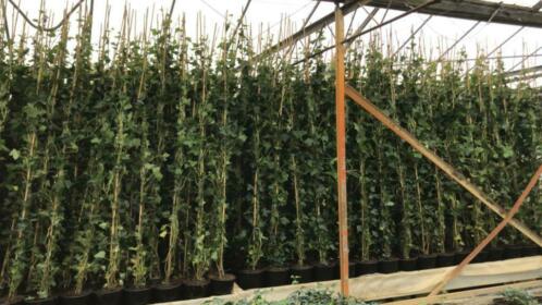 Hedera Hibernica 125-150 cm met 6 planten in n pot