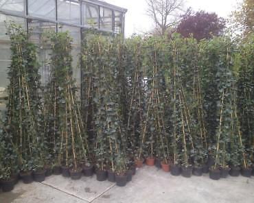 Hedera hibernica 150-175 met stok 3,75 thuis voor 19,95