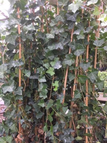 Hedera hibernica 175-200 cm,100 of meer 3,25 per pot