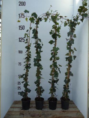 Hedera Hibernica, 175200 vandaag besteld 4,50