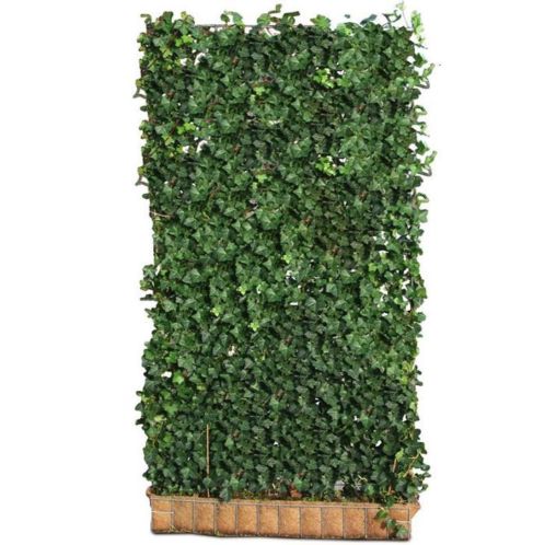 Hedera Hibernica HxB 180x120 cm