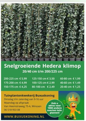 Hedera hibernica - Ierse klimop 20 tm 250 cm snelgroeiend
