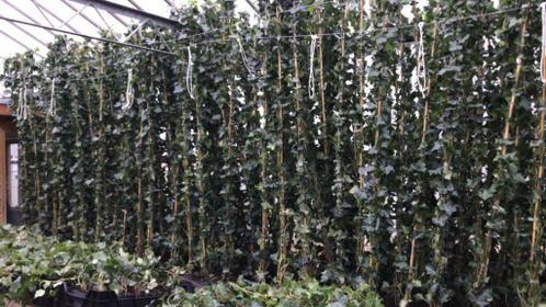 Hedera hibernica -Ierse klimop 2040 tm 175200 cm