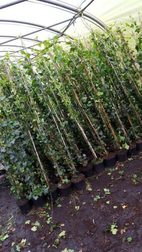 Hedera Hibernica klimop 140cm 2,25 Aanbieding,