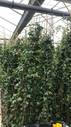 Hedera hibernica klimop 175200 cm 5,00 en 200225 cm 5,75