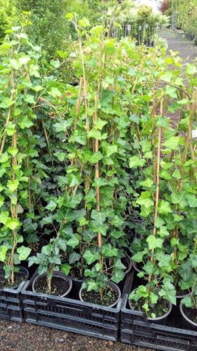 Hedera hibernica (klimop)