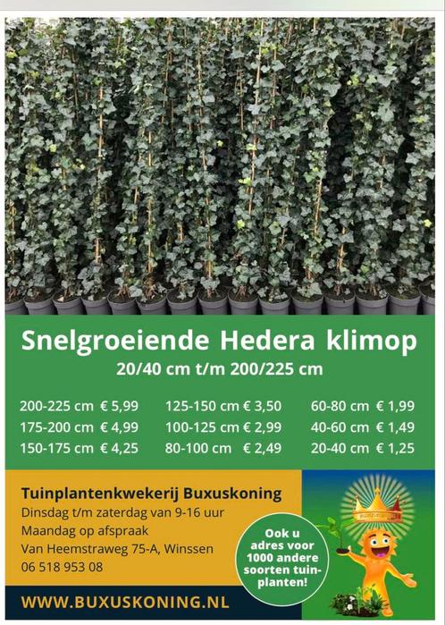 Hedera Hibernica klimop, 25,00 korting  6080 tm 175200