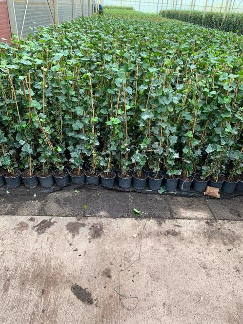 Hedera hibernica klimop laagste prijs 