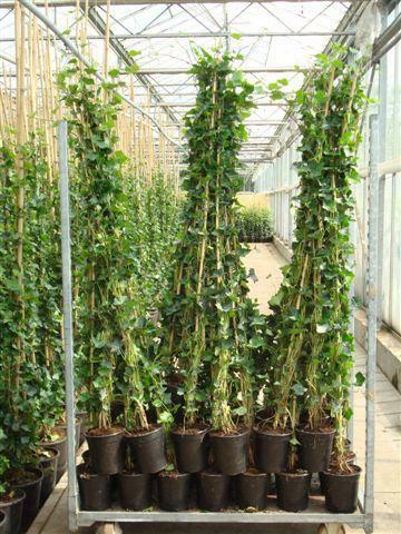 Hedera Hibernica Klimop planten voor uw schutting Lage Prijs