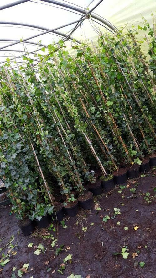 Hedera Hibernica klimop snelgroeiend 140cm gestokt voor 2,2