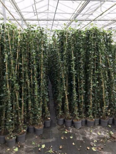 Hedera hibernica met 9 planten in pot geplant en 210 cm hoog