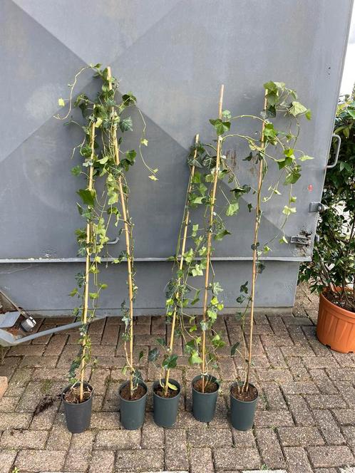 Hedera hoog 150 minimaal in pot plus korte stok partij200st