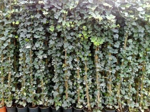 Hedera in 6 soorten, oa helix 150-175 cm nu 4,50