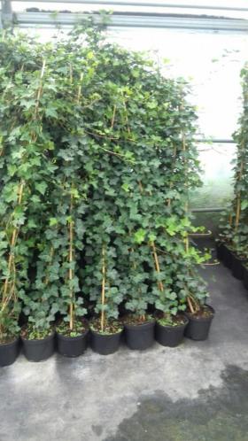 Hedera klimop hoog 2 meter. 5.95 nu 2.95 per stuk