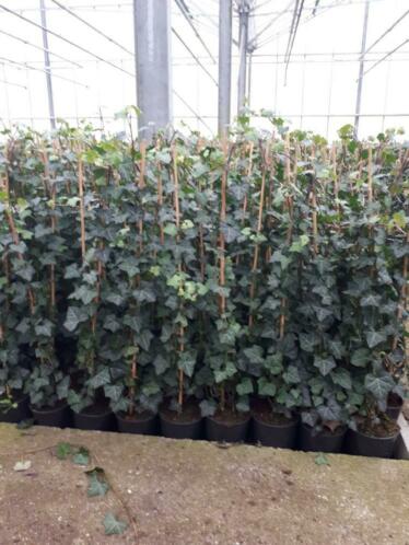 Hedera klimop klimplanten afrastering gaaswerk hekwerk